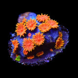 WWC Bizarro Cyphastrea Coral