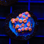 WWC Bizarro Cyphastrea Coral