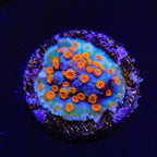 WWC Bizarro Cyphastrea Coral