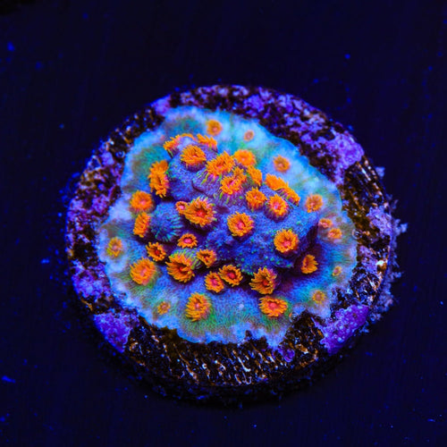 WWC Bizarro Cyphastrea Coral
