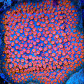 WWC Bizarro Cyphastrea Coral