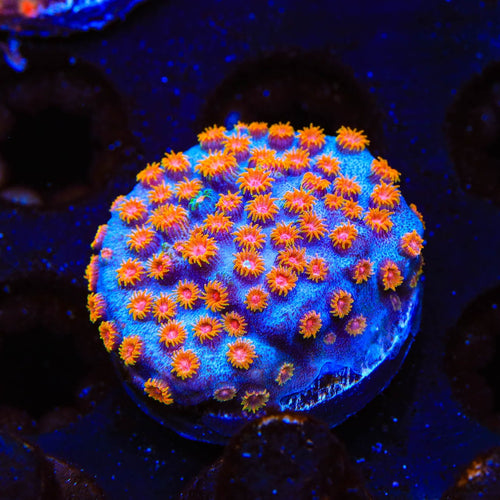 WWC Bizarro Cyphastrea Coral