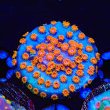 WWC Bizarro Cyphastrea Coral