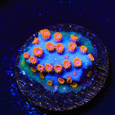 WWC Bizarro Cyphastrea Coral