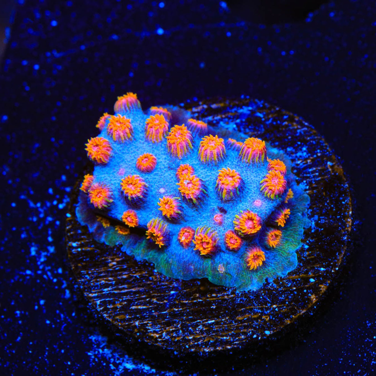 WWC Bizarro Cyphastrea Coral
