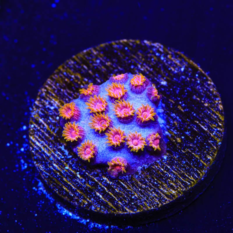 WWC Bizarro Cyphastrea Coral