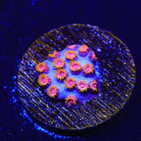 WWC Bizarro Cyphastrea Coral