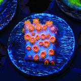 WWC Bizarro Cyphastrea Coral