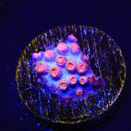 WWC Bizarro Cyphastrea Coral