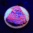 WWC Bizarro Cyphastrea XL Frag Coral