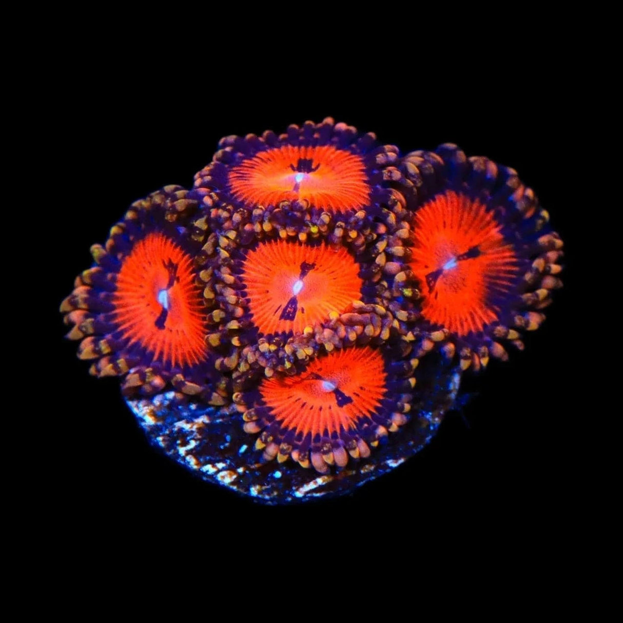 WWC Bloodsucker Zoanthids Coral