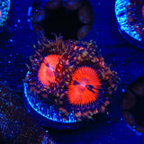 WWC Bloodsucker Zoanthids Coral