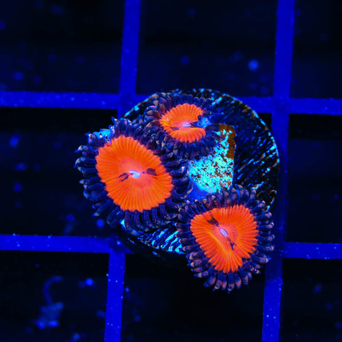 WWC Bloodsucker Zoanthids Coral