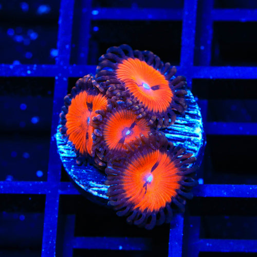 WWC Bloodsucker Zoanthids Coral