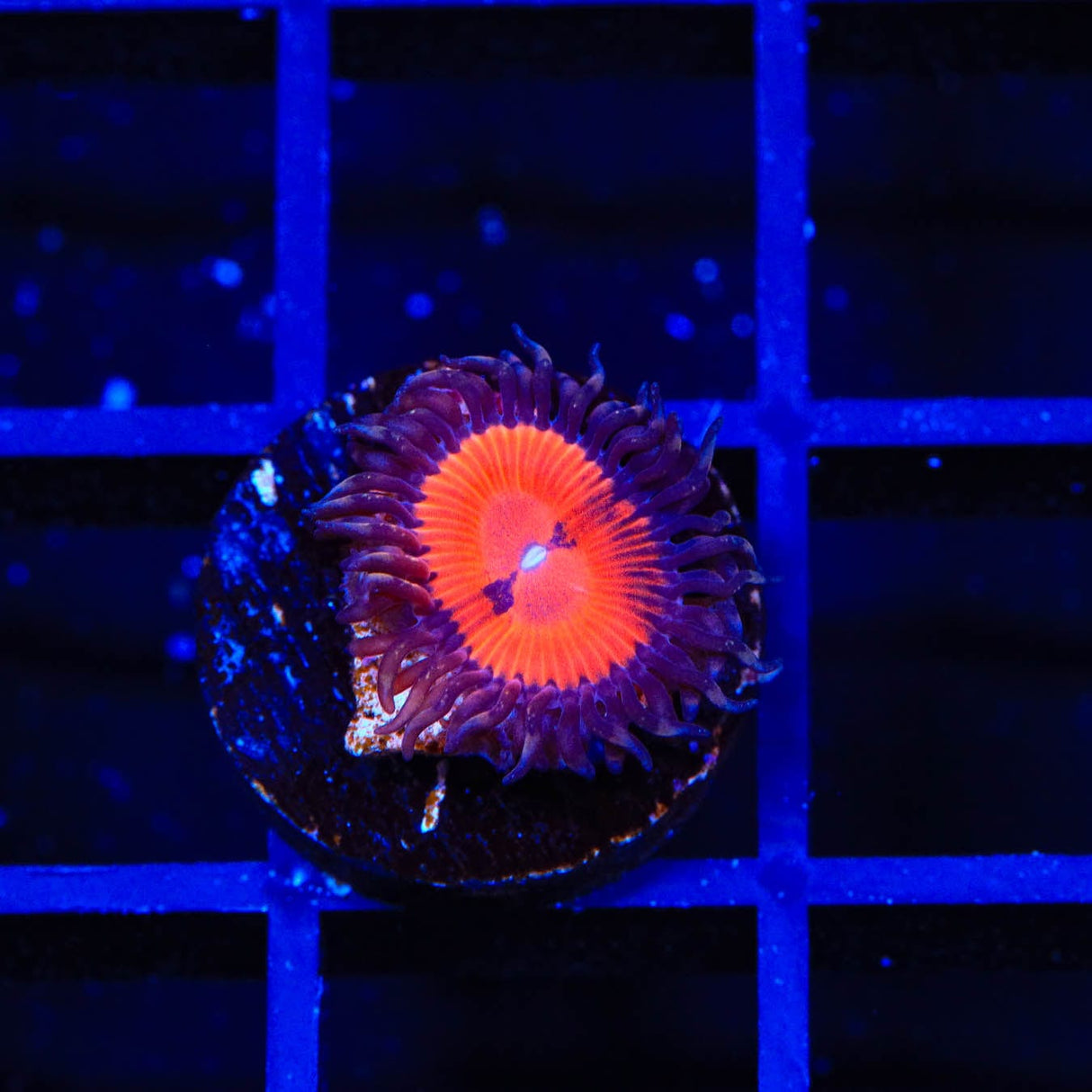 WWC Bloodsucker Zoanthids Coral