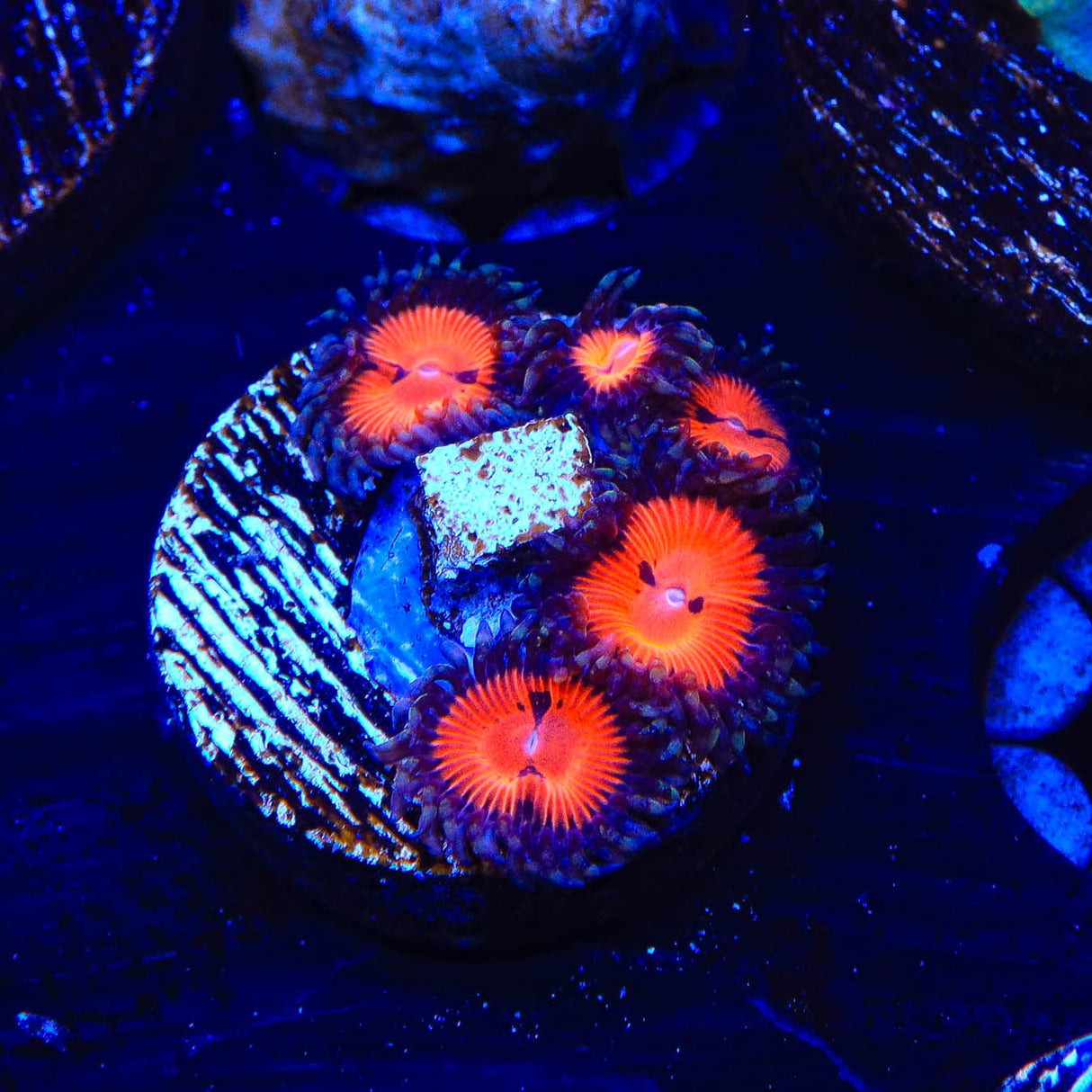 WWC Bloodsucker Zoanthids Coral