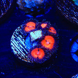 WWC Bloodsucker Zoanthids Coral