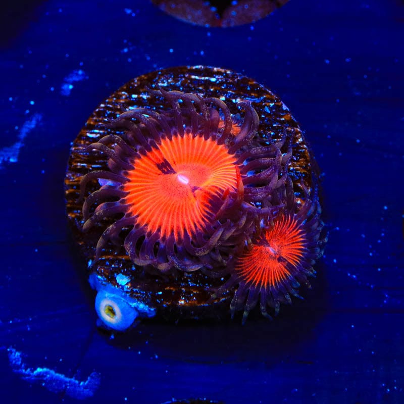 WWC Bloodsucker Zoanthids Coral