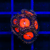 WWC Bloodsucker Zoanthids Coral