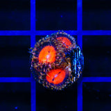 WWC Bloodsucker Zoanthids Coral