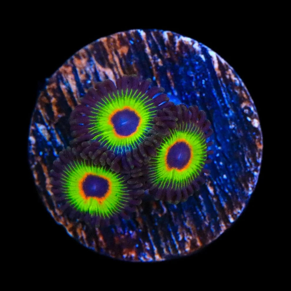 WWC Bob Marley Zoanthids Coral