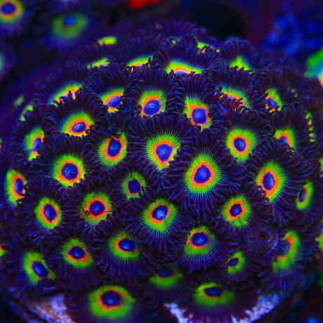 WWC Bob Marley Zoanthids Coral