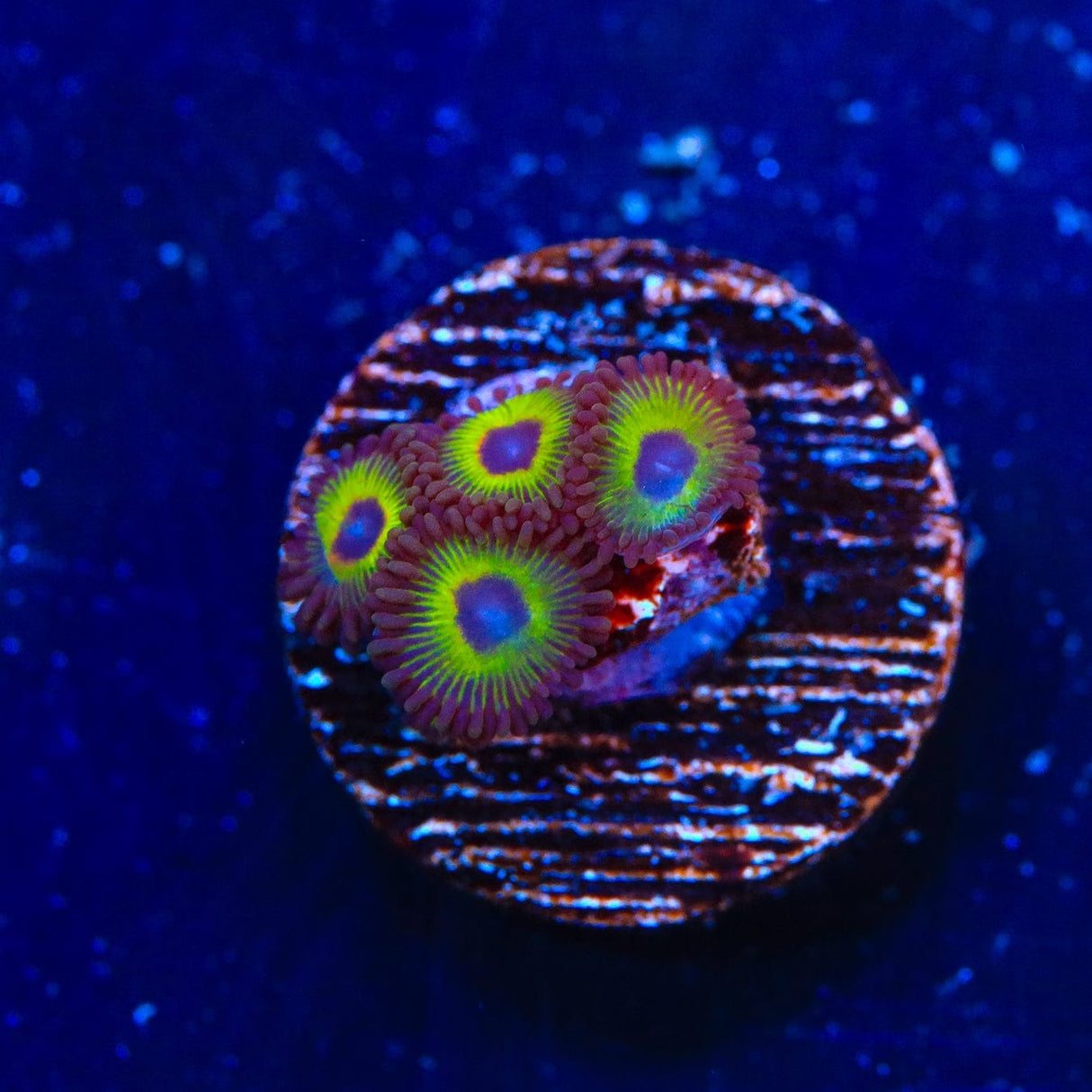 WWC Bob Marley Zoanthids Coral