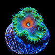 WWC Captain America Palythoa Zoanthids Coral