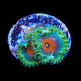 WWC Captain America Palythoa Zoanthids Coral