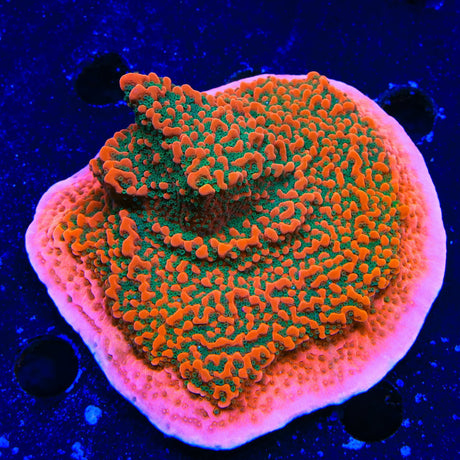 WWC Cherry Tree Montipora Colony Coral