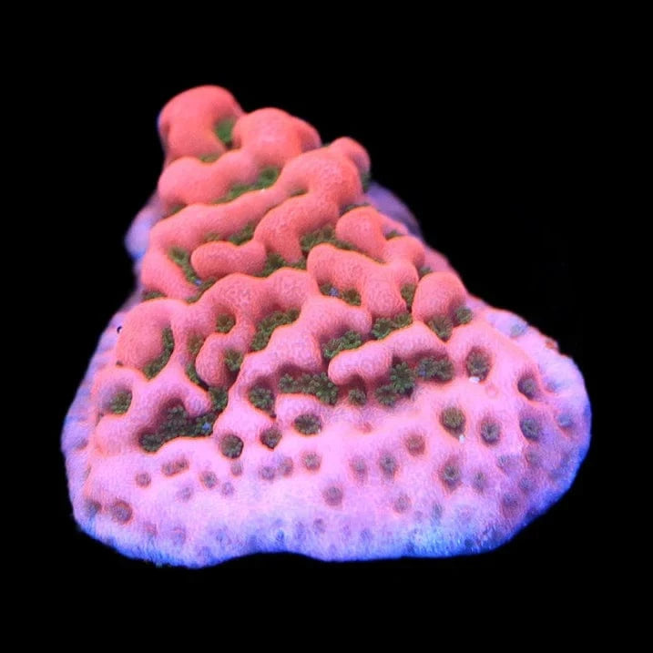 WWC Cherry Tree Montipora Coral