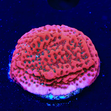 WWC Cherry Tree Montipora Coral