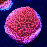 WWC Cherry Tree Montipora Coral