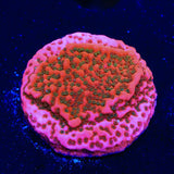 WWC Cherry Tree Montipora Coral