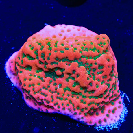 WWC Cherry Tree Montipora Coral