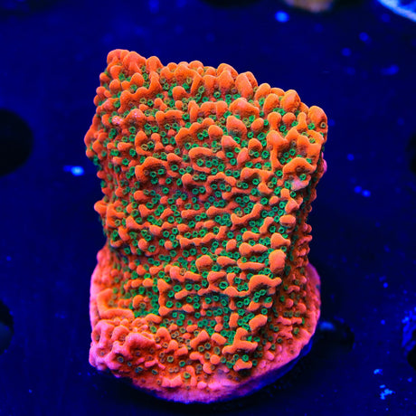 WWC Cherry Tree Montipora Coral