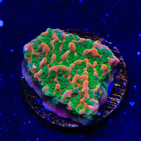WWC Cherry Tree Montipora Coral