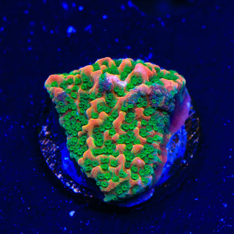 WWC Cherry Tree Montipora Coral