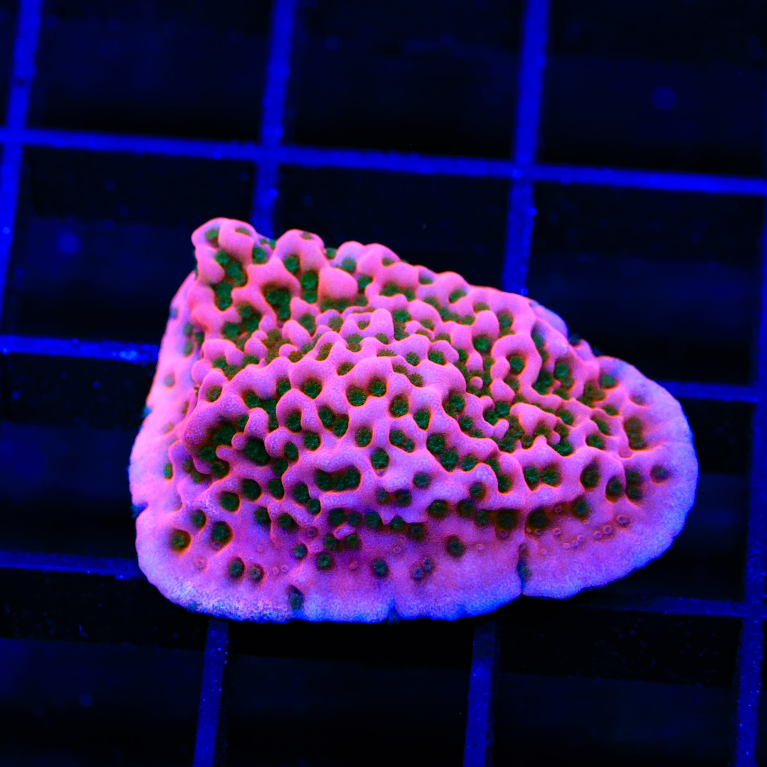 WWC Cherry Tree Montipora XL Frag Coral