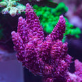 WWC Christmas Mirabilis Acropora Coral