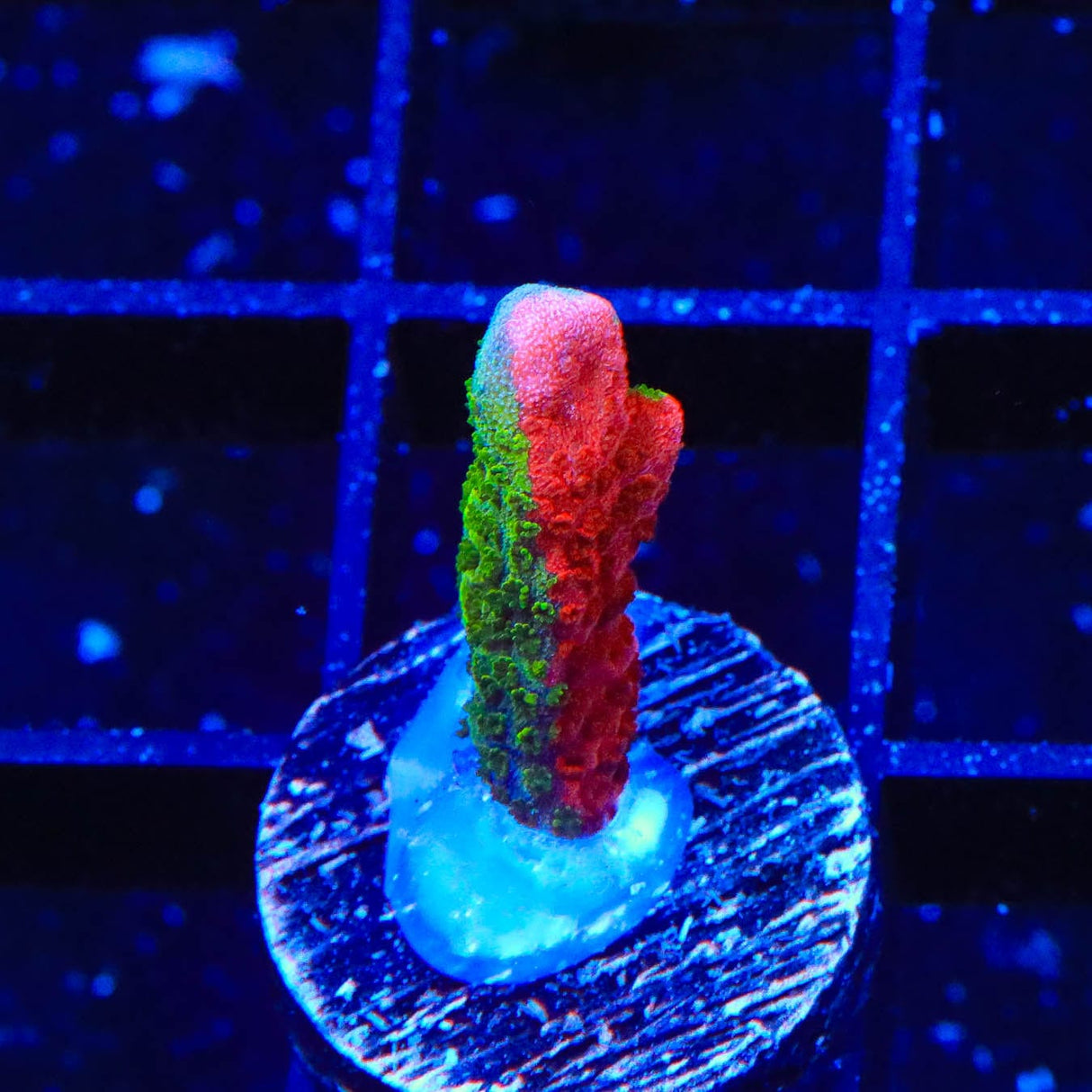 WWC Contraband Grafted Digitata Montipora Coral