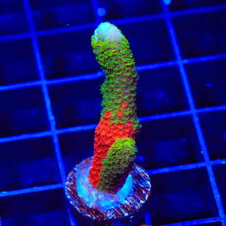 WWC Contraband Grafted Digitata Montipora Coral