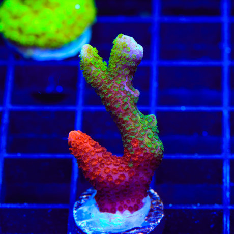 WWC Contraband Grafted Digitata Montipora Coral