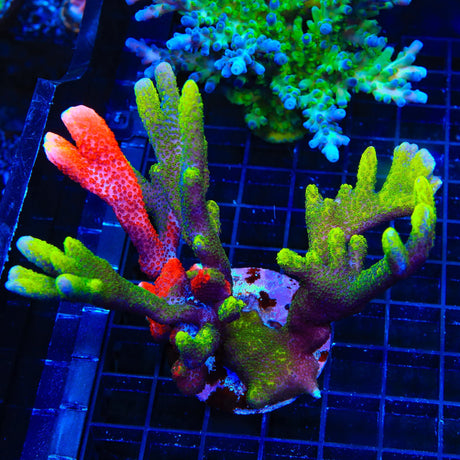 WWC Contraband Montipora Colony Coral
