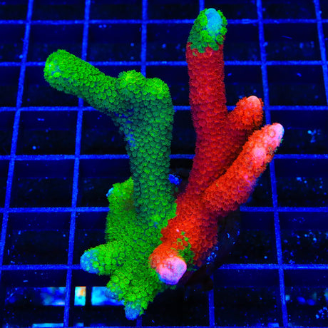 WWC Contraband Montipora Digitata Acropora Colony Coral