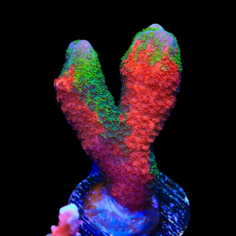 WWC Contraband Montipora Digitata Coral