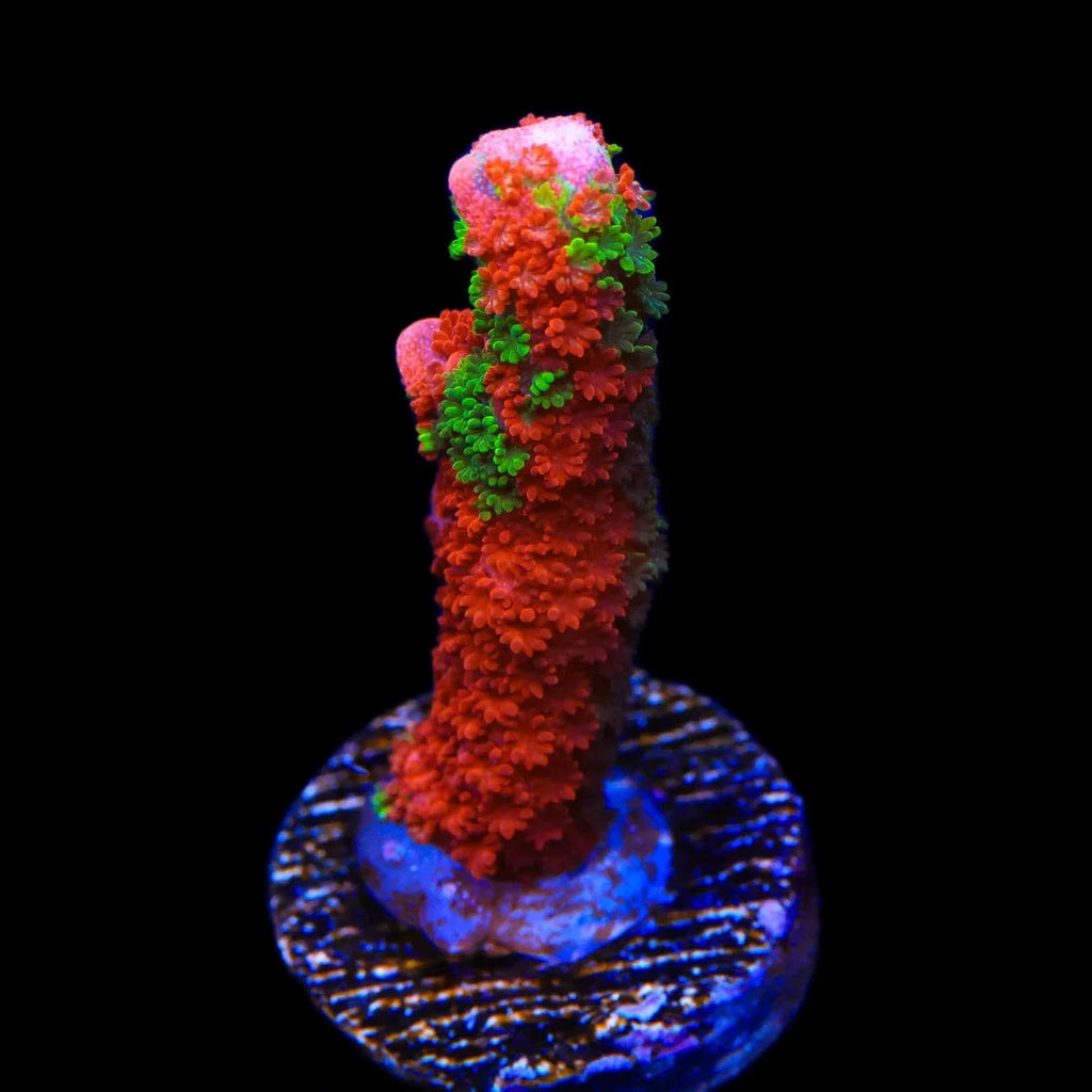 Contraband Montipora Digitata Coral – Almost WYSIWYG – Top Shelf Aquatics