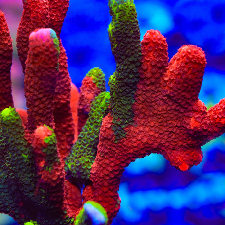 WWC Contraband Montipora Digitata Coral