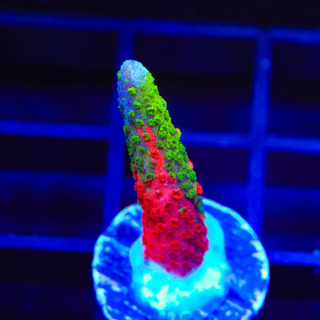 WWC Contraband Montipora Digitata Coral