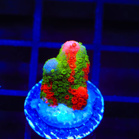 WWC Contraband Montipora Digitata Coral